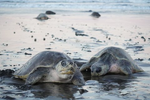 Costa Rica Rundreise 14 Tage - Schildkröten am Strand