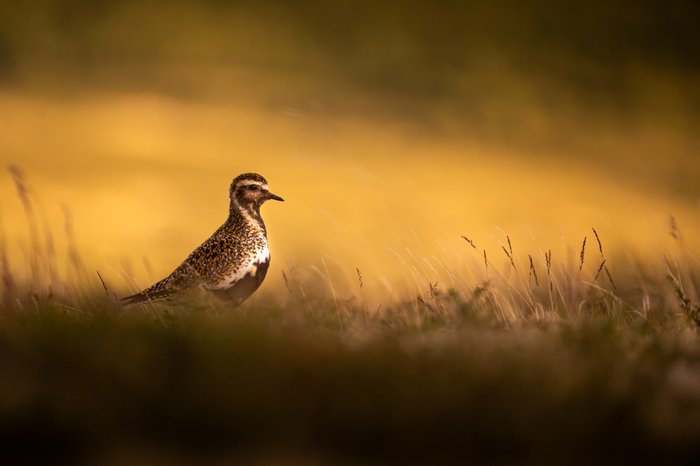 Goldregenpfeifer in warmen Licht