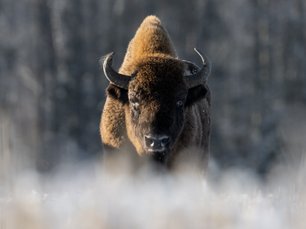 frontale Nahaufnahme eines Wisents