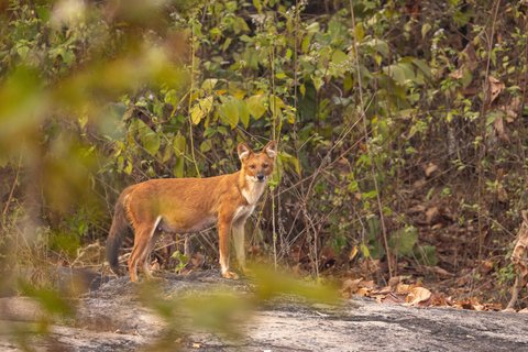 Indien Fuchs