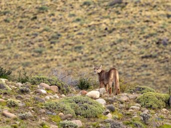 Puma steht auf Hügelgrat
