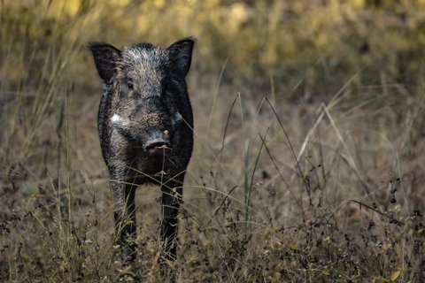 Südindien Rundreise - Wildschwein im Gras