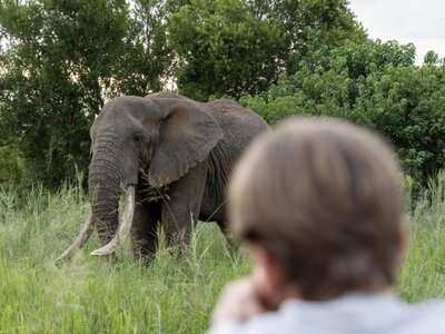 Tourist fotografiert Elefant -Südafrika Highlights