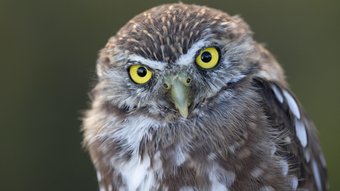 Patagonien-Sperlingskauz schaut mit seinen gelben Augen in die Kamera