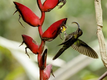 Adlerschnabelkolibri Kleingruppenreise Costa Rica