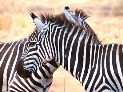 Tiere in Namibia: Zwei Zebras stehen sich gegenüber