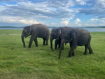 Sri Lanka reisebericht