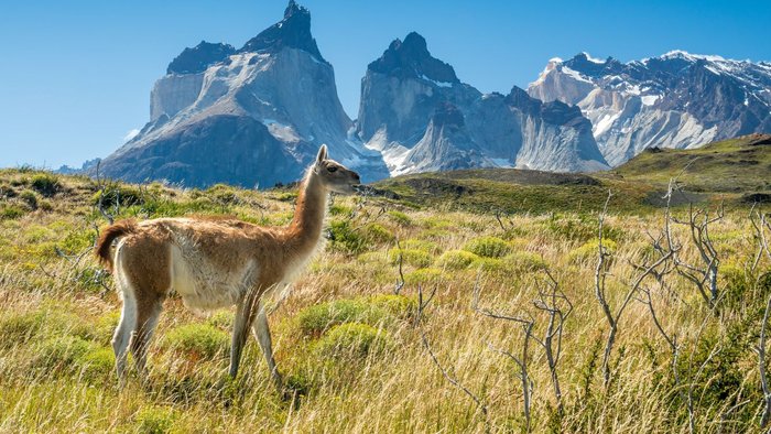 Guanako steht in den Bergen auf einer Wiese, im Hintergrund die Berge des Torres del Paine