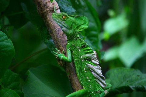 Costa Rica Roadtrip - Basilisk auf einem Ast