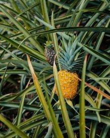 gelbe Ananas am Strauch - Nicaragua Rundreise