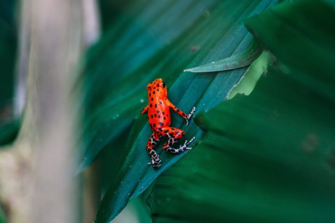 panama gruppenreise - Red Frog Frosch