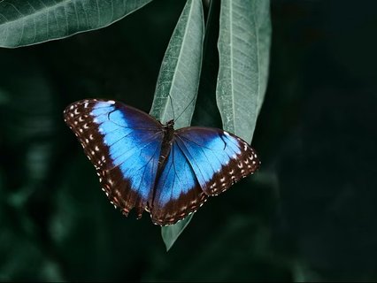 Costa Rica 2 Wochen Gruppenreise - Blauer Morphofalter