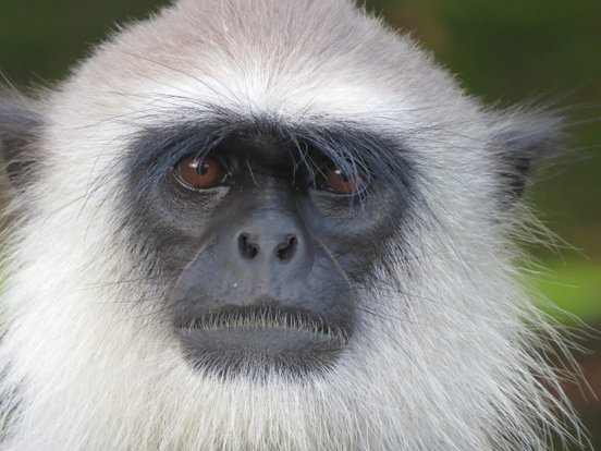 Nahaufnahme eines Weißbartlangurs in Sri Lanka