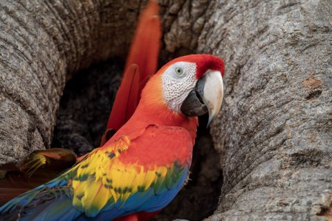 Costa Rica Rundreise 2 Wochen - Papagei