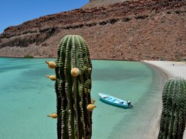 Kakteen vor türkisblauem Wasser und kleinem blauen Boot