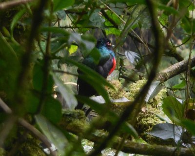 kolumbien gruppenreise - Vogel im Geäst