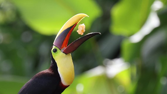 Goldkehltukan mit offenem Schnabel und Futter dazwischen Gruppenreise Costa Rica