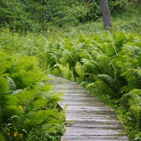 Steg umrandet von Farn in Estland