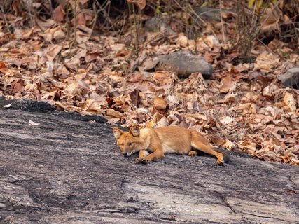 Rothund am Wurfplatz