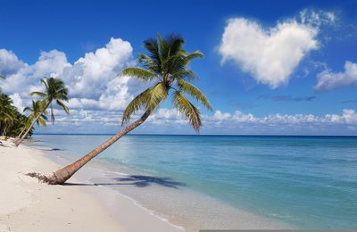 Palme ragt über das Meer