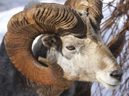 steinbock