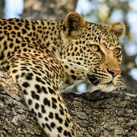Leopard auf einem Ast im Baum