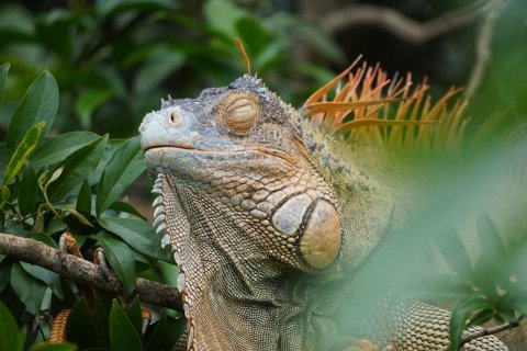 Costa Rica Rundreise 14 Tage - Leguan