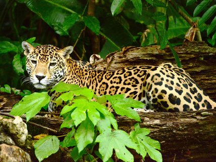 Jaguar
