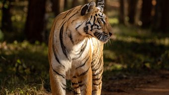 Nahaufnahme eines laufenden Tigers von vorne 