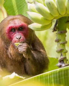 Ein Affe in Nahaufnahme isst von einer Bananenstaude