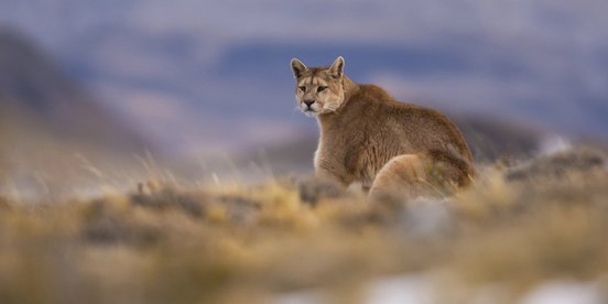 Puma auf Wiese - Patagonien Fotoreise
