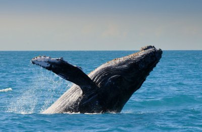 Glattwal springt mit erhobenem Flipper aus dem Meer