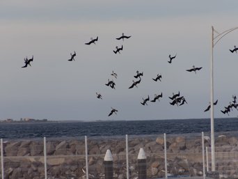 vögel baja california