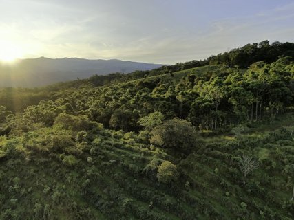 Costa Rica Wanderreise - Kaffeeplantage