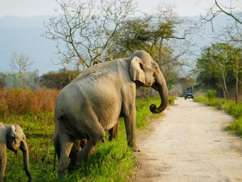 Elefanten überqueren eine Straße in Kaziranga