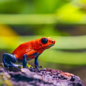 Blue-Jeans-Frog auf einem Stein