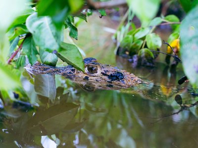 Kaiman im Fluss - Guatemala Highlights