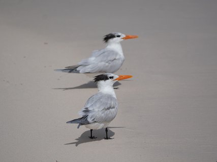 Vögel auf Sand am Strand