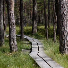 Steg führt durch ein Moor in Estland