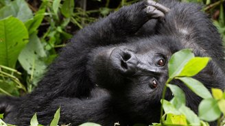 Gruppenreisen Uganda - Berggorilla schaut direkt in die Kamera