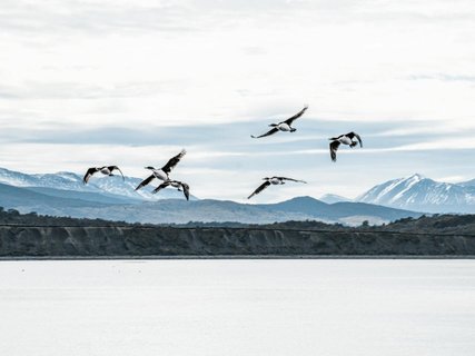 Patagonien Gruppenreise - Seeenten im Flug