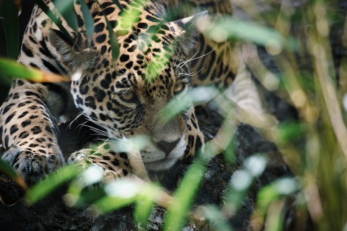 Jaguar liegt auf einem Ast, fotografiert doch ein paar Blätter
