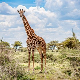 Giraffe im afrikanischen Buschland