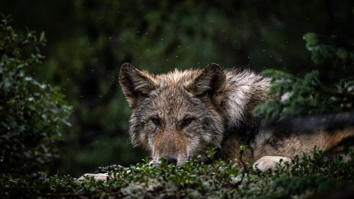 Liegender Wolf im Wald