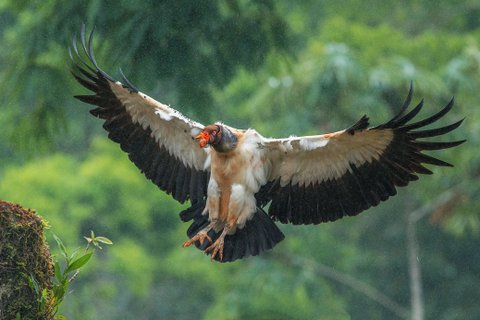 fotoreise costa rica - Königsgeier