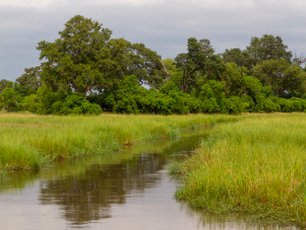 Botswana Moremi