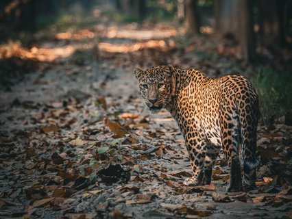 Nepal Gruppenreise - Aufnahme eines Leopards auf einem Waldweg