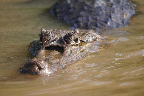 Costa Rica Wanderreise - Krokodil