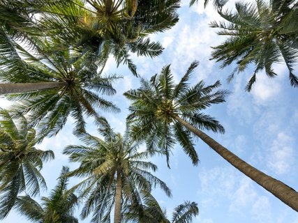 Isla Contadora - Palmen