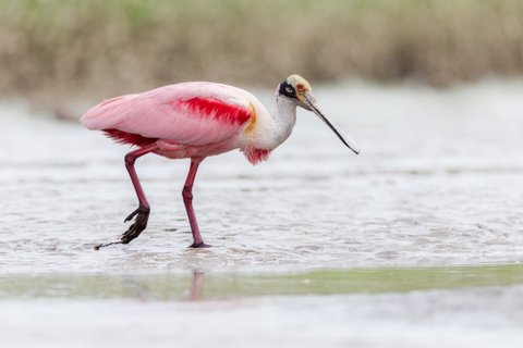 Costa Rica Flamingo